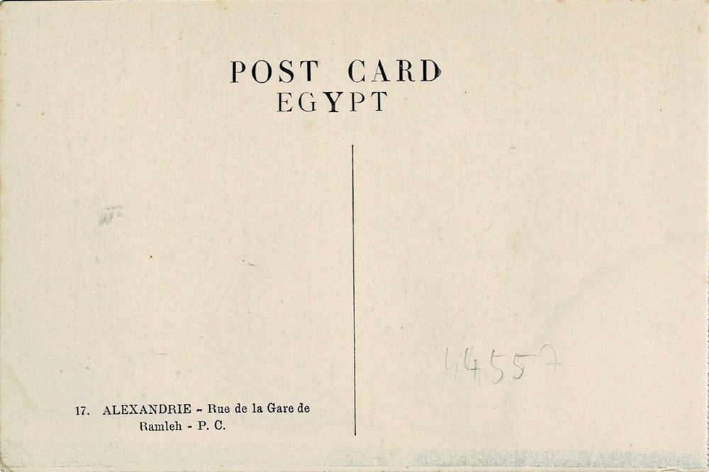 Salamander Alexandrie